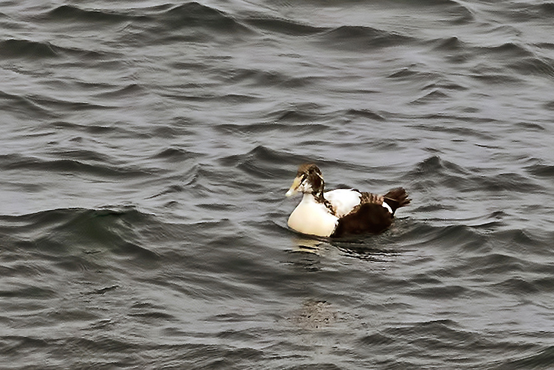 Common Eider