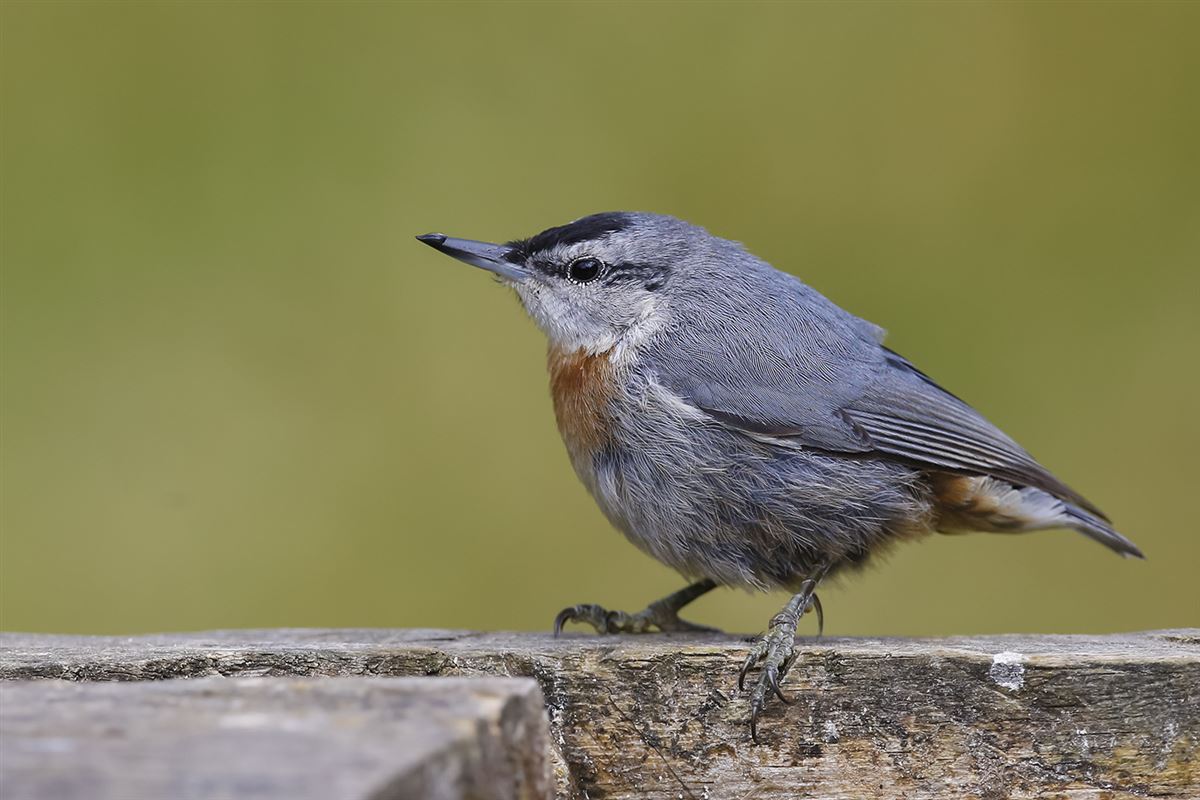 Krüper`s Nuthatch