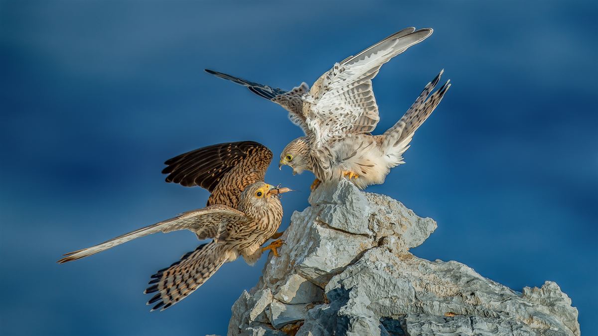 Lesser Kestrel