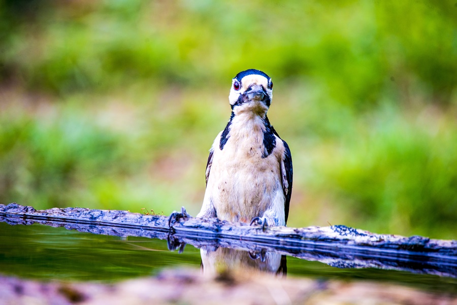Great Spotted Woodpecker