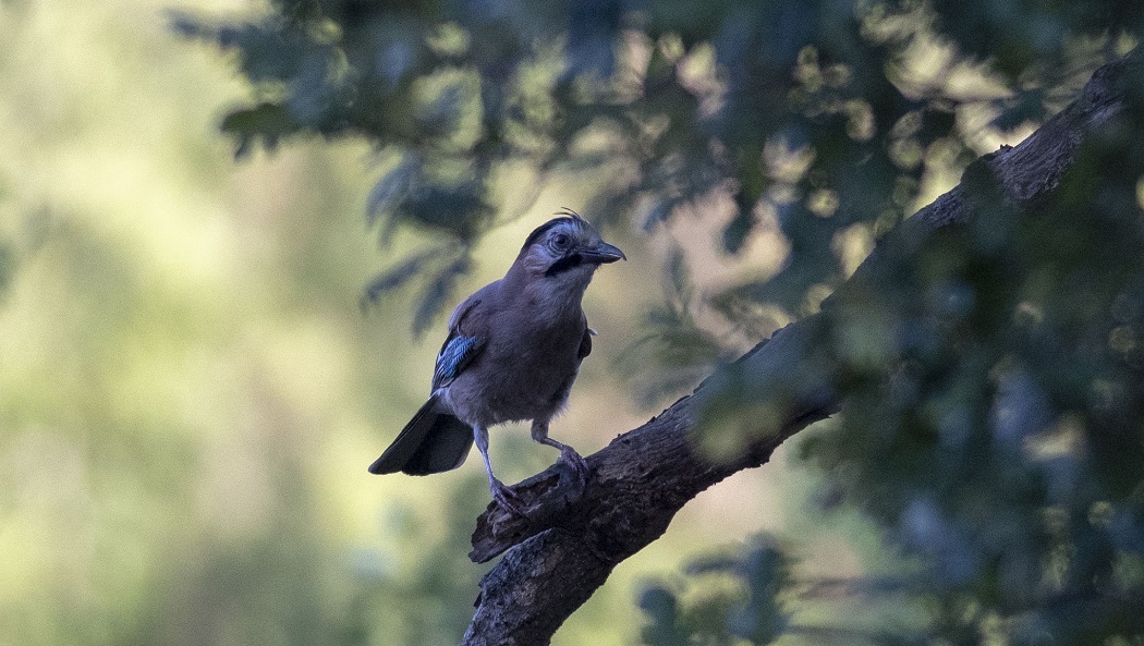 Eurasian Jay