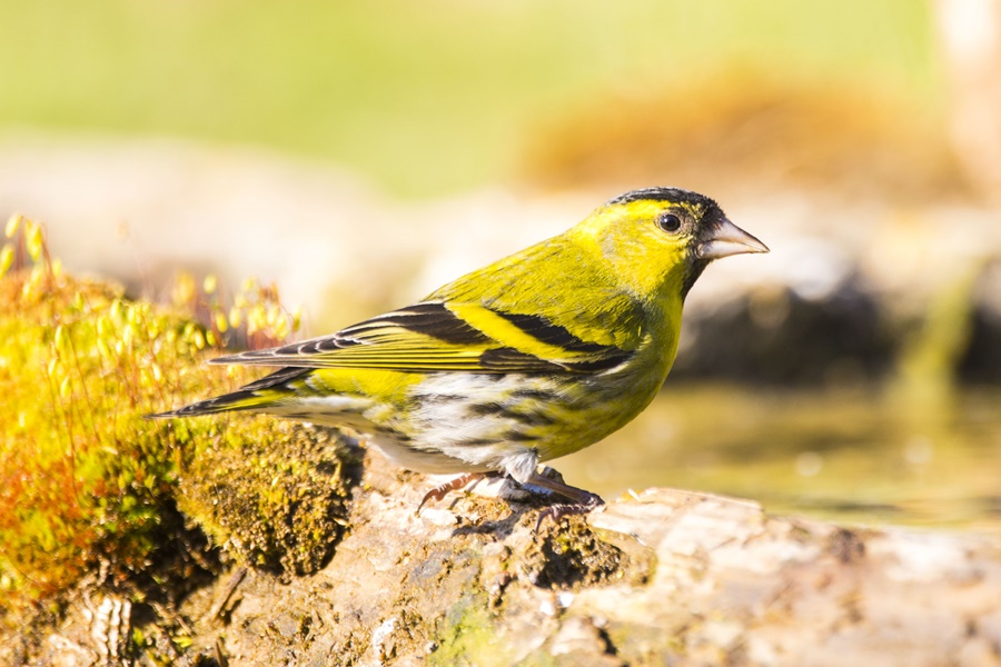 Eurasian Siskin