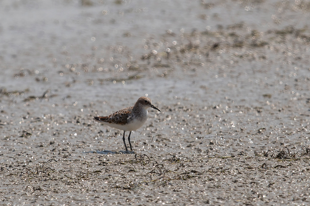 Little Stint