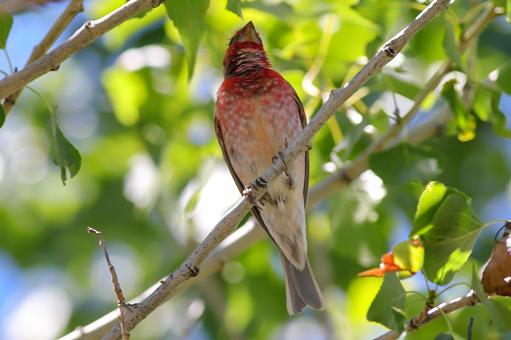 Common Rosefinch