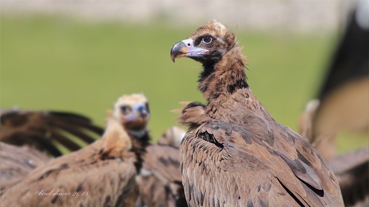 Cinereous Vulture