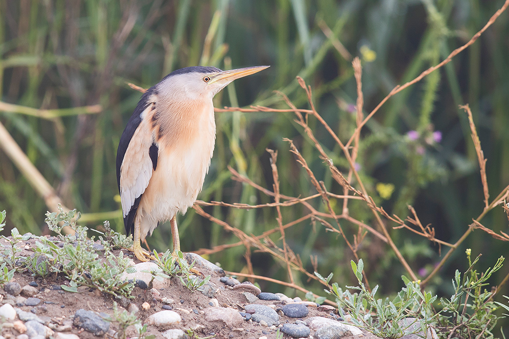 Little Bittern
