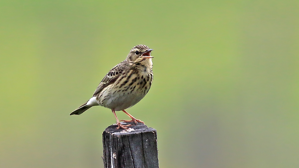 Tree Pipit