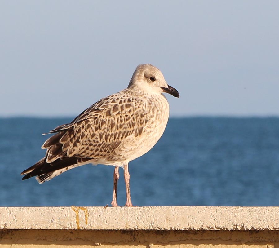 Yellow-legged Gull