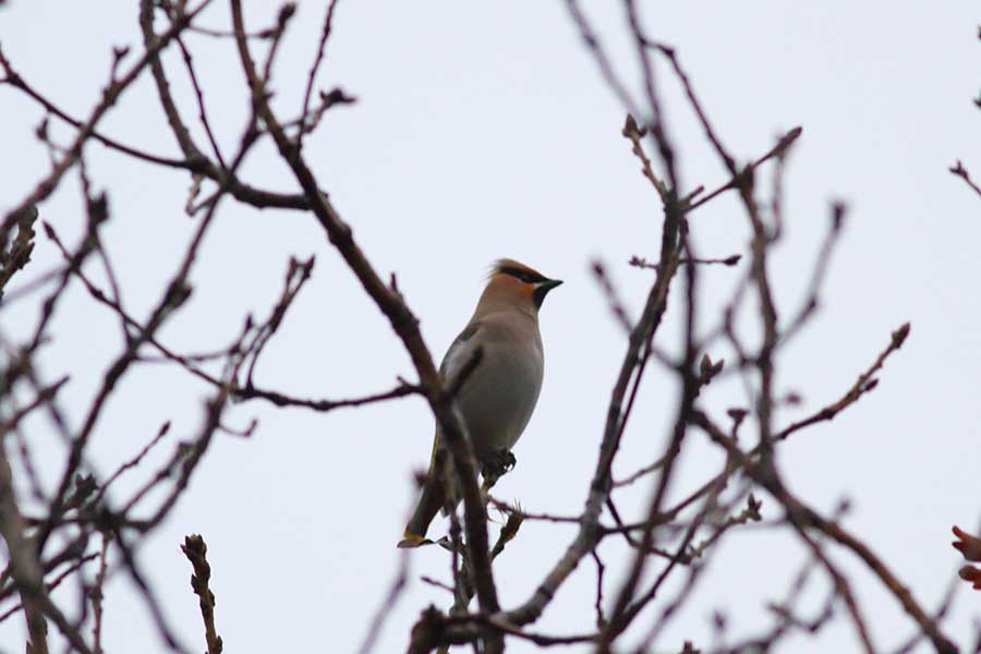 Bohemian Waxwing
