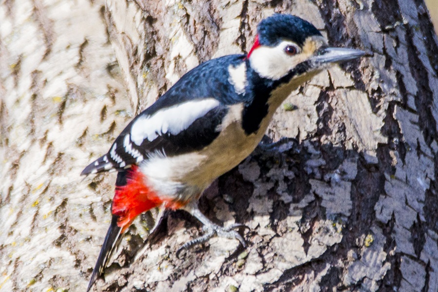 Great Spotted Woodpecker
