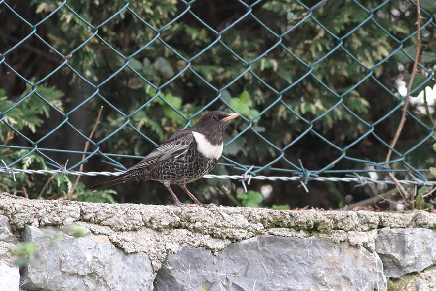 Ring Ouzel