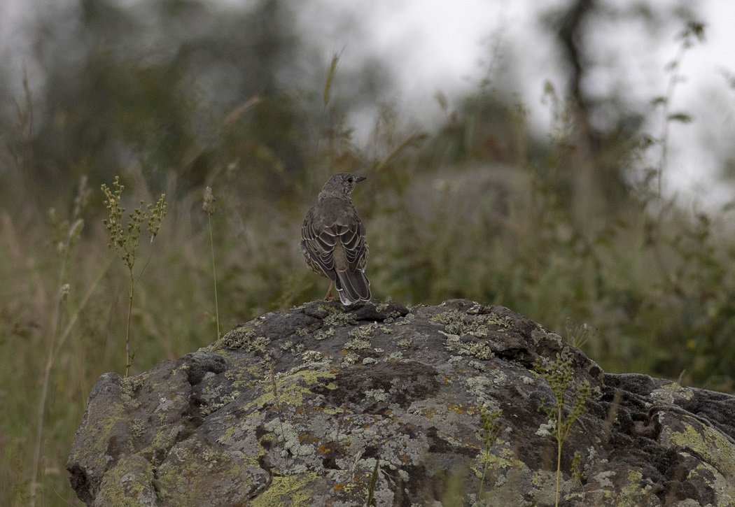 Mistle Thrush