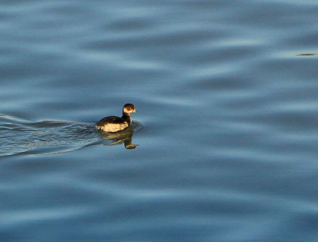 Black-necked Grebe