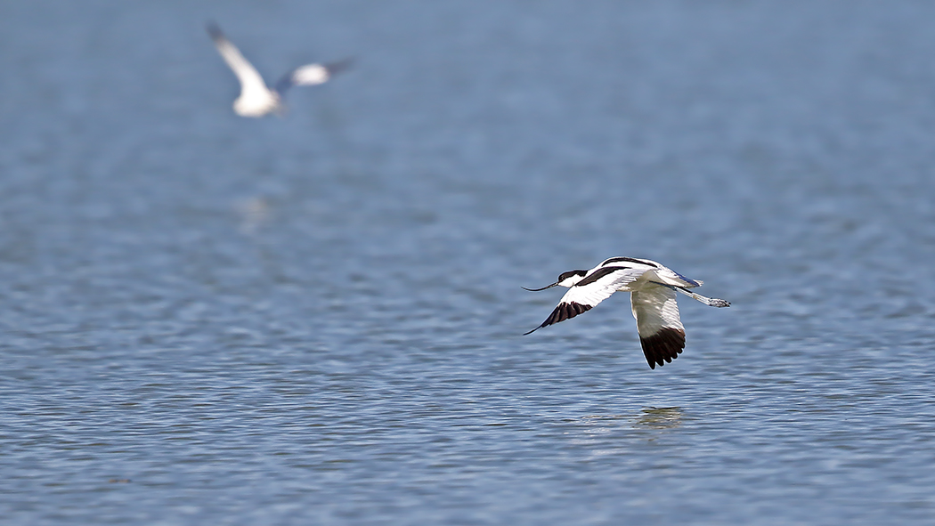 Pied Avocet
