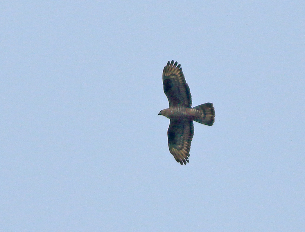 European Honey Buzzard