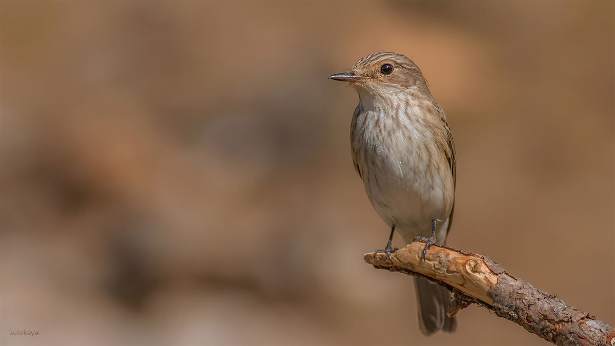 Spotted Flycatcher