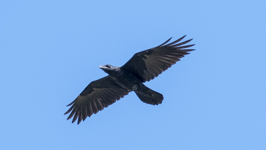 Northern Raven
