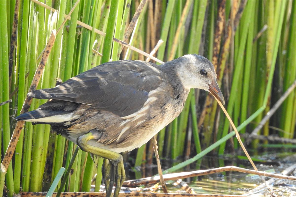 Common Moorhen