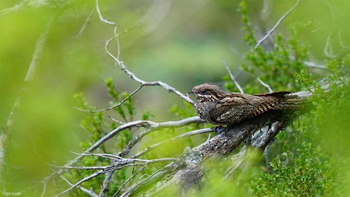 European Nightjar