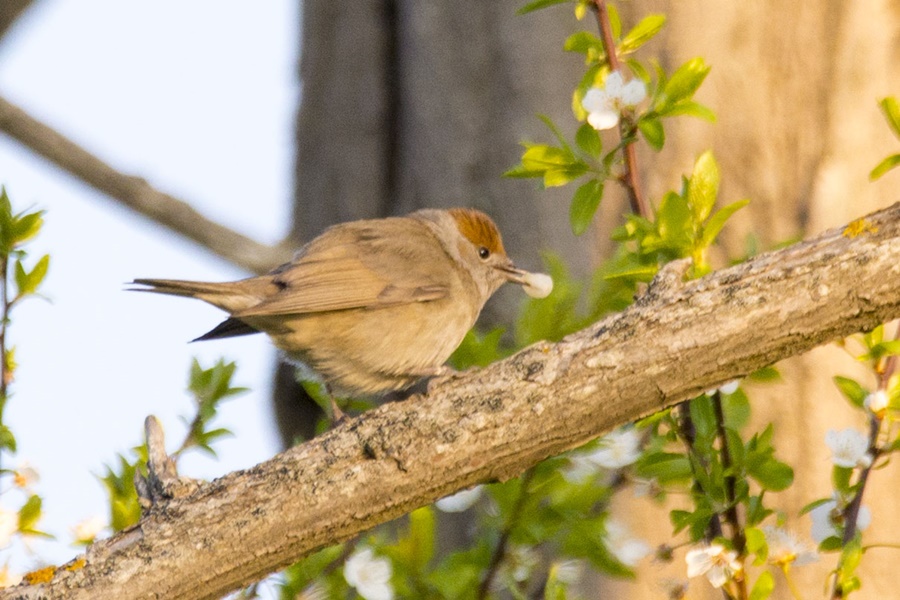 Eurasian Blackcap