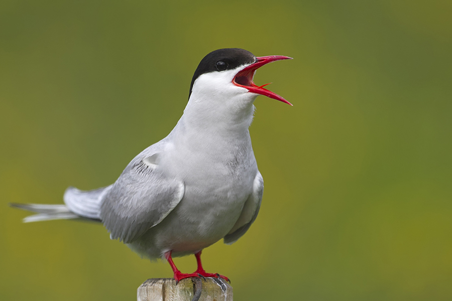 Arctic Tern