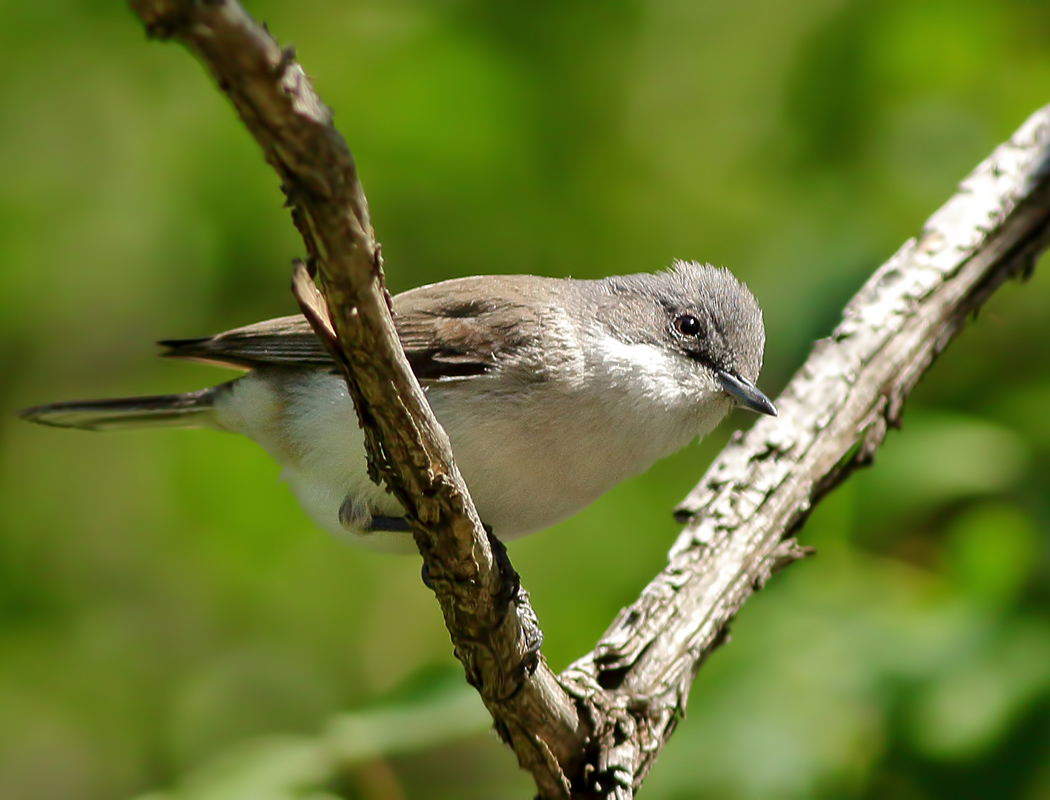 Lesser Whitethroat