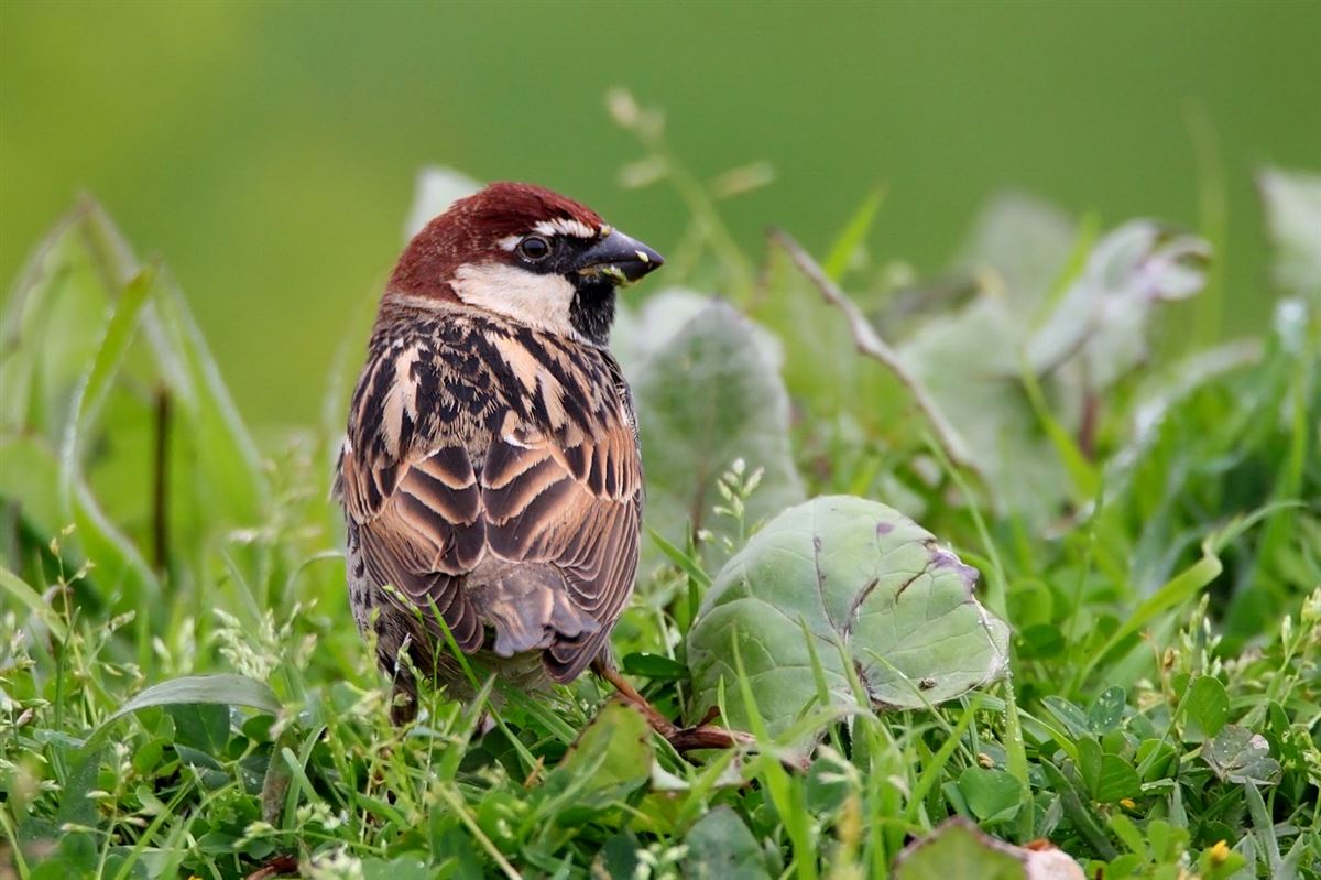 Spanish Sparrow