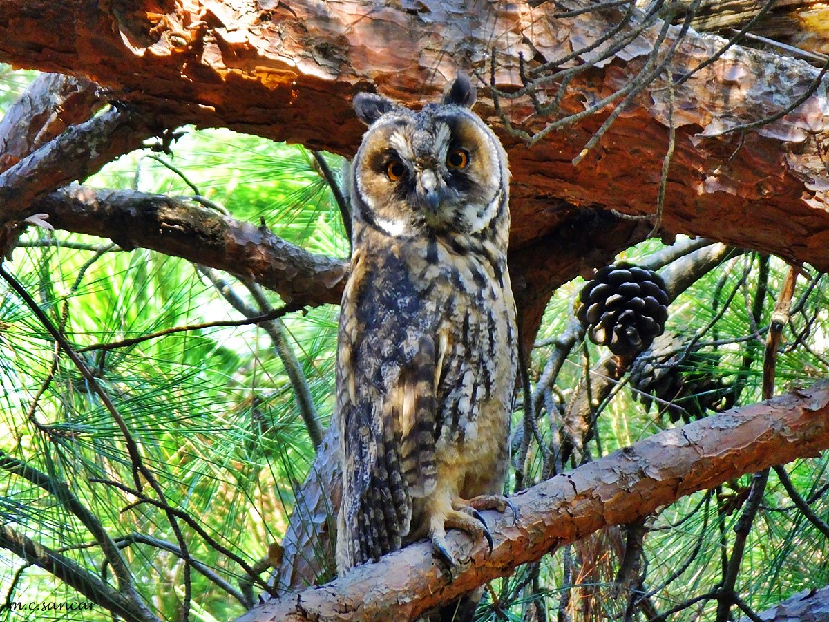 Long-eared Owl