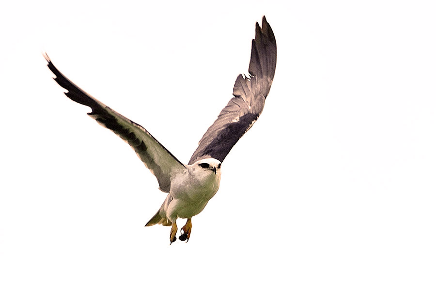 Black-winged Kite