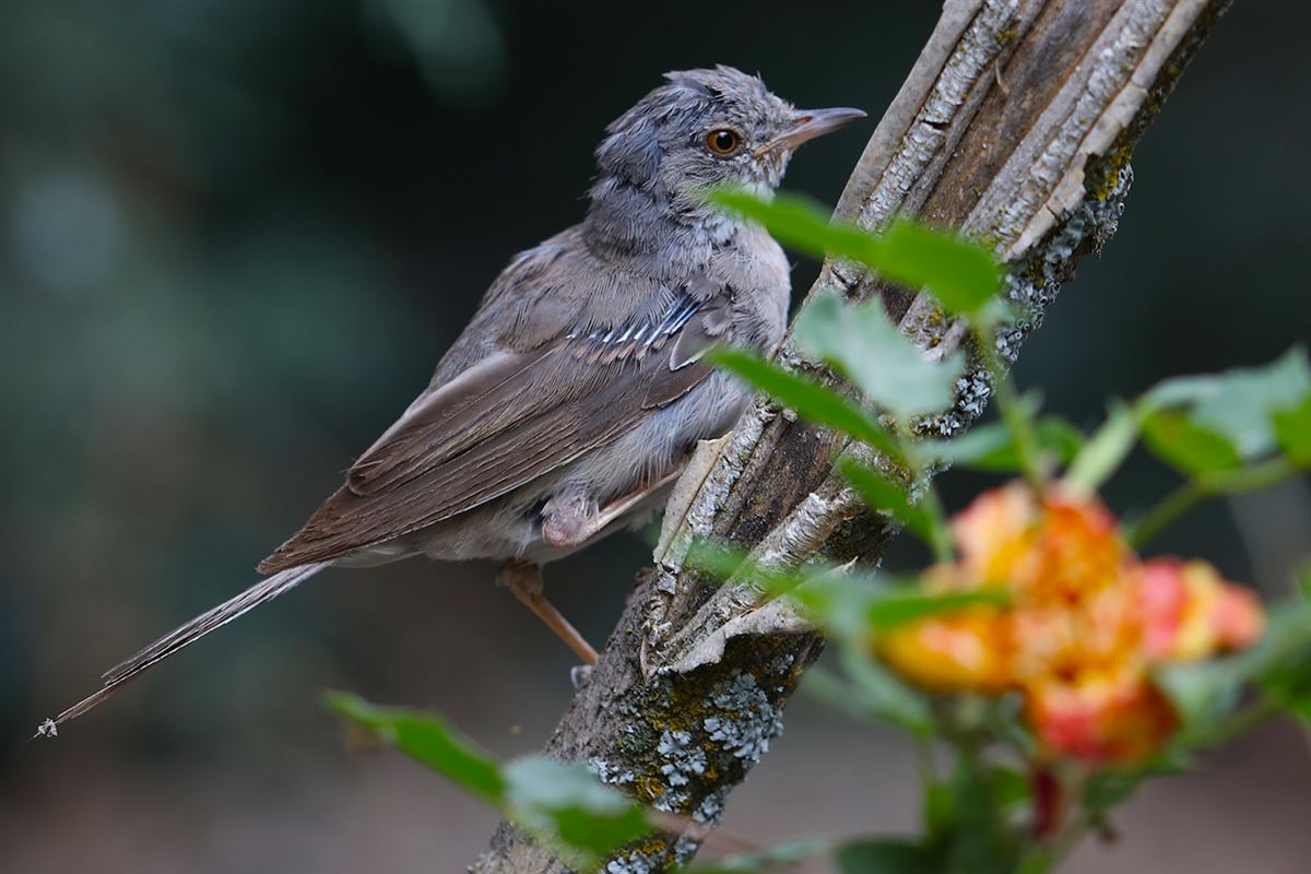 Common Whitethroat