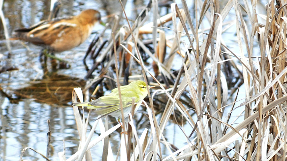 Wood Warbler