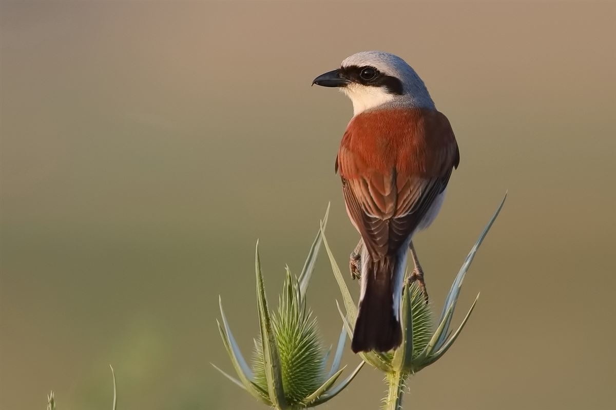 Red-backed Shrike
