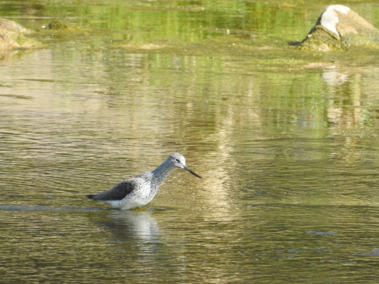 Common Greenshank