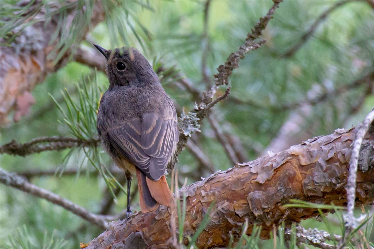 Black Redstart