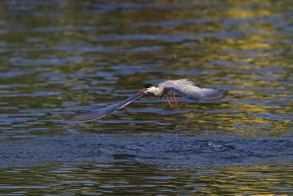 Whiskered Tern
