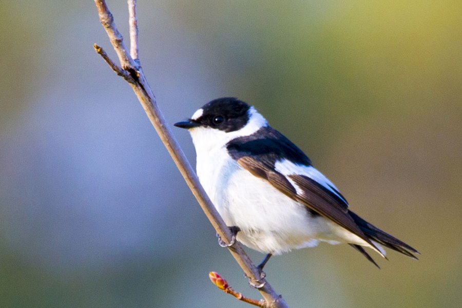 Collared Flycatcher