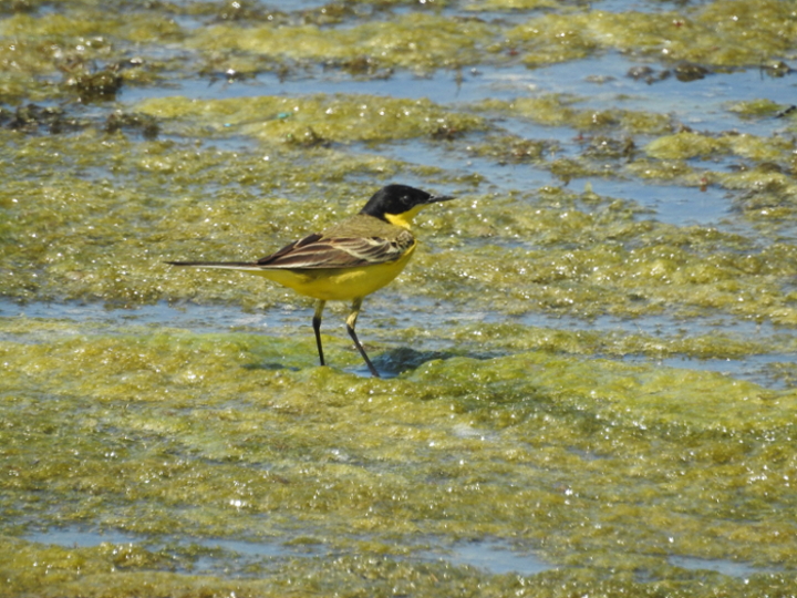 Western Yellow Wagtail