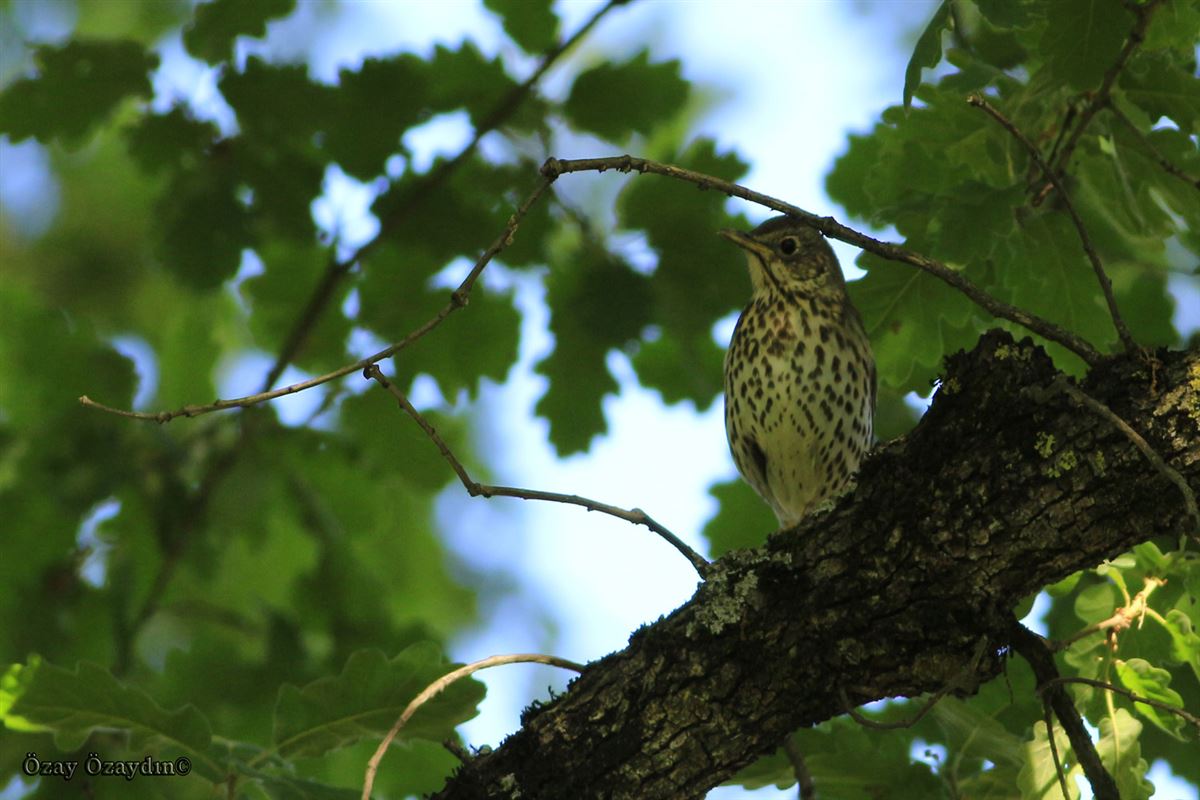 Song Thrush