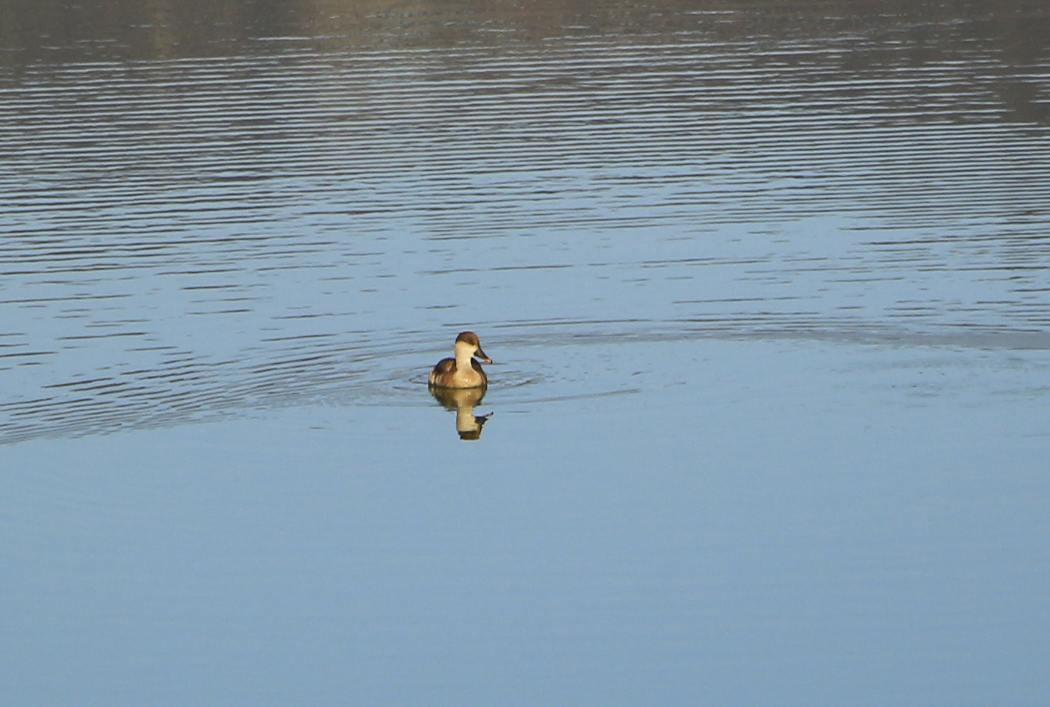 Red-crested Pochard