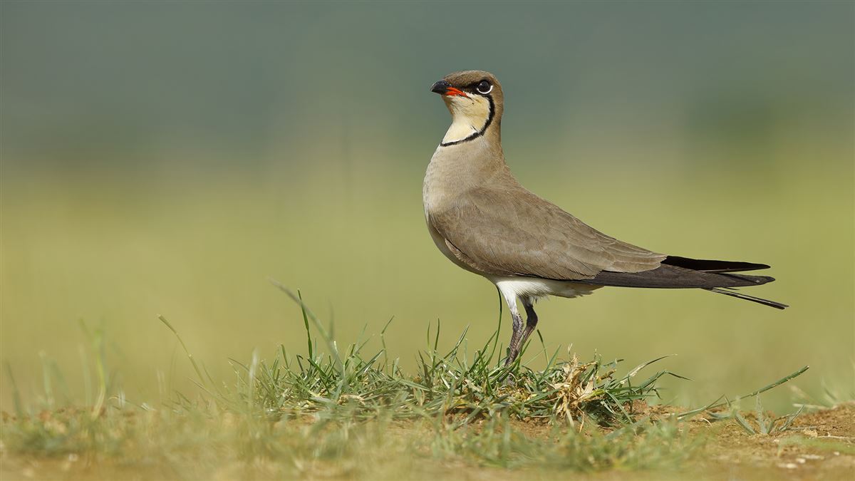 Collared Pratincole