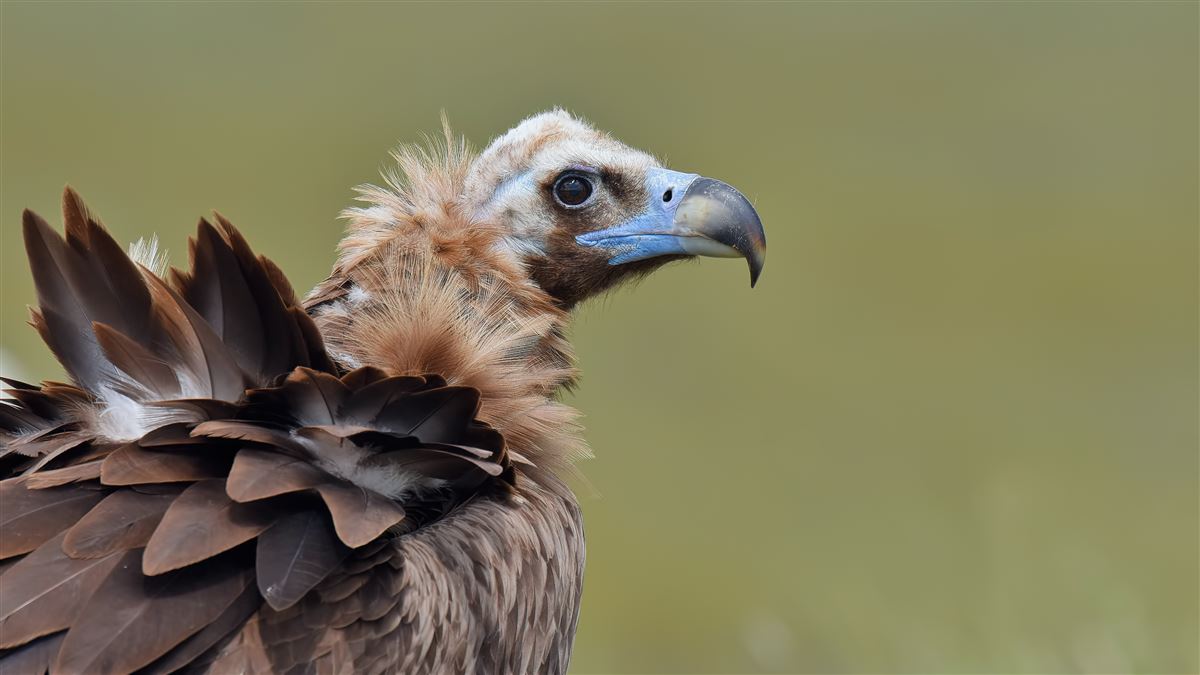 Cinereous Vulture
