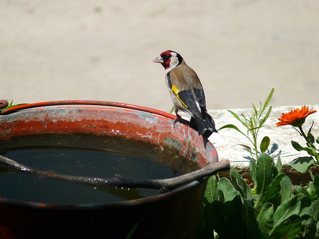 European Goldfinch