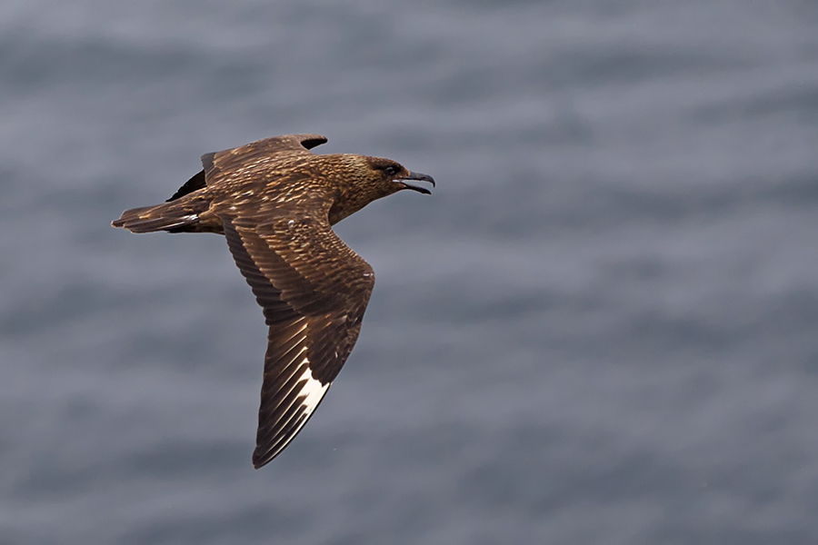 Great Skua
