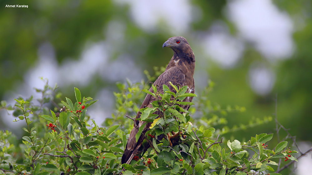 Crested Honey Buzzard