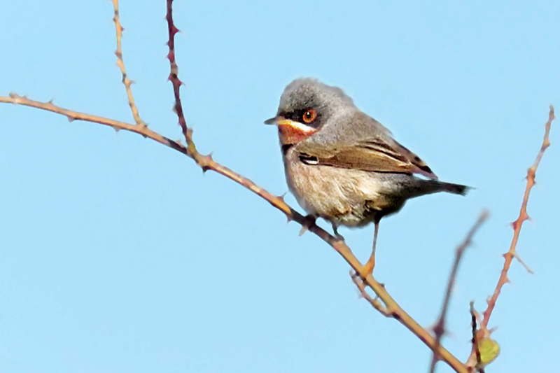 Subalpine Warbler