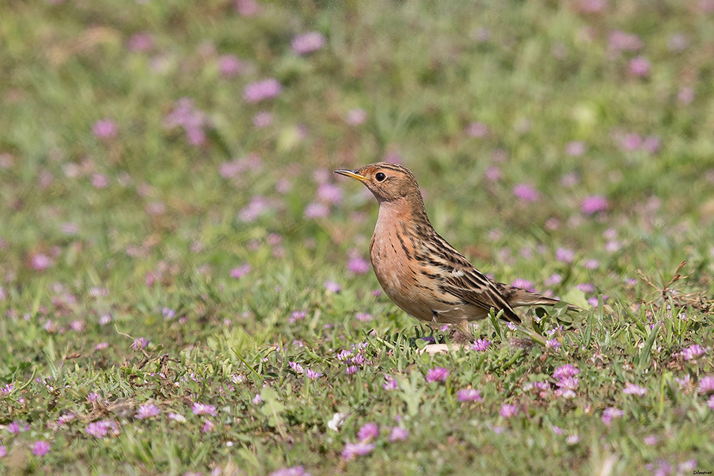 Red-throated Pipit
