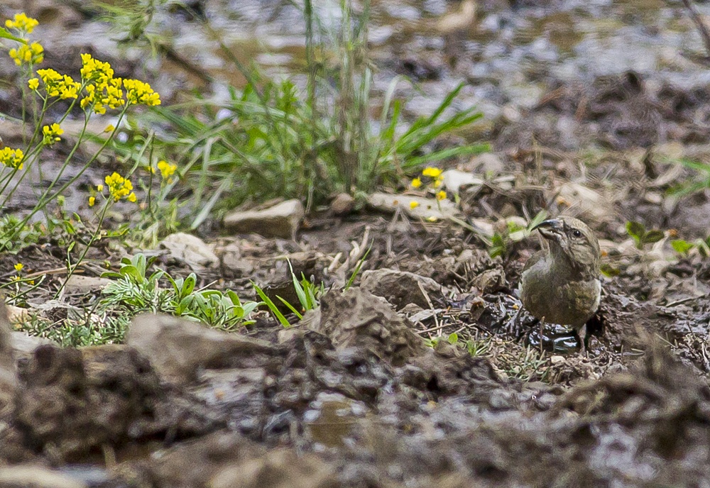 Red Crossbill