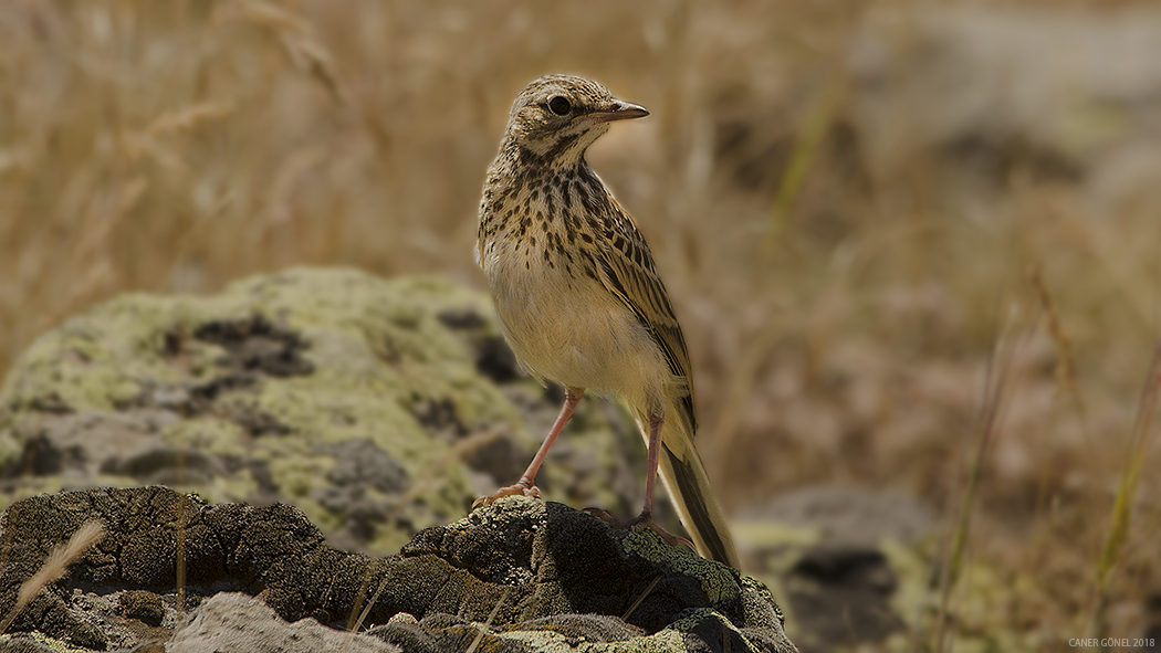 Tree Pipit