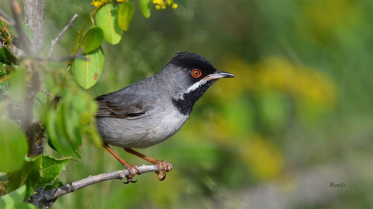 Rüppell`s Warbler