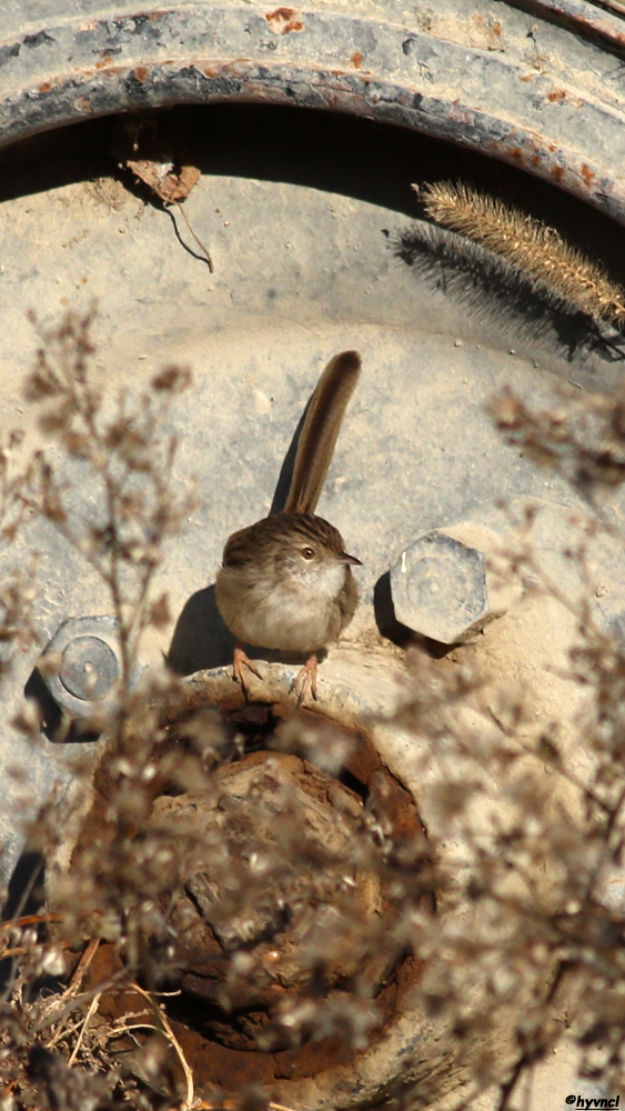 Delicate Prinia